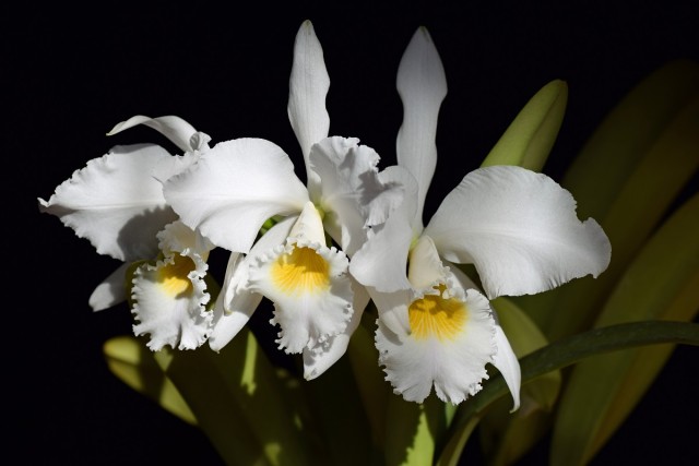 Cattleya gaskeliana var. alba.jpg
