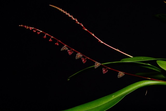 stelis argentata.jpg