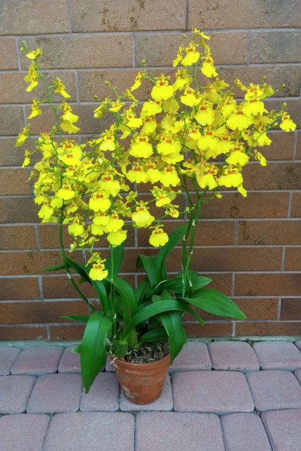 Oncidium Dancing Ladies.jpg