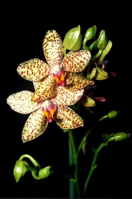 Phalaenopsis Bremen.jpeg