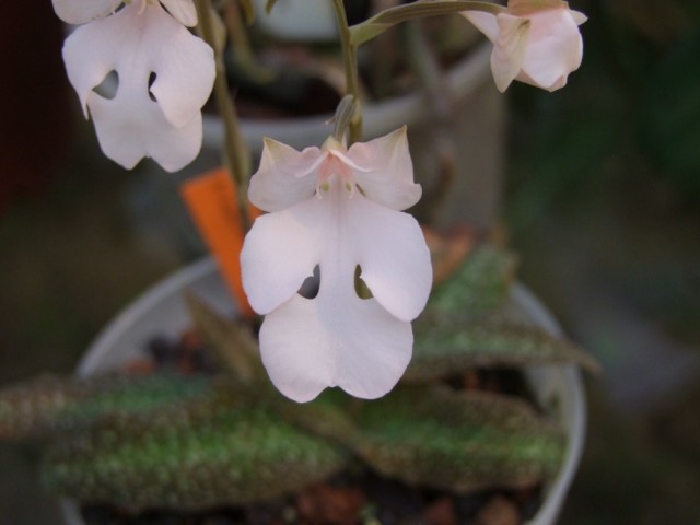 Habenaria carnea,,.jpg