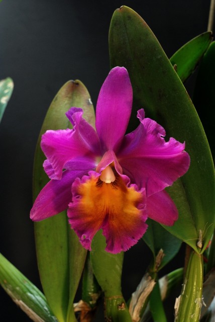 BLC_149 - Cattleya Waltersiana x Cattleya Marone.JPG