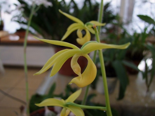 Mormodes frymirei.,,.jpg