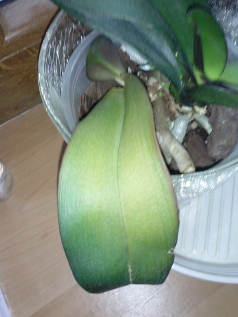 CAM00937 - Kopia.jpg