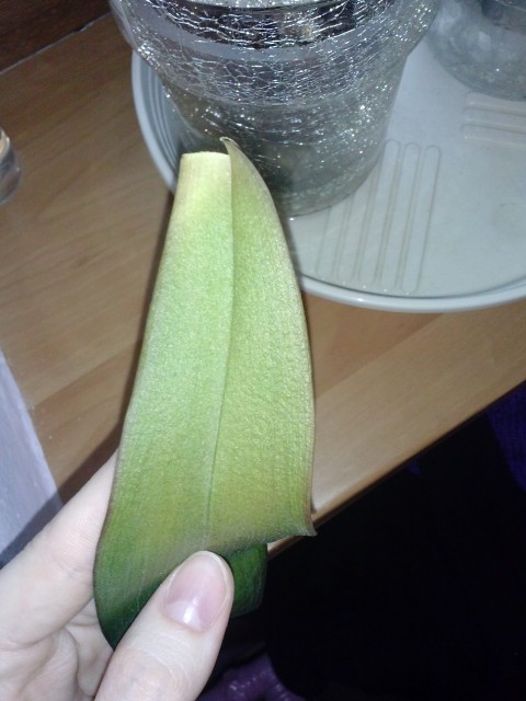 CAM00939 - Kopia.jpg