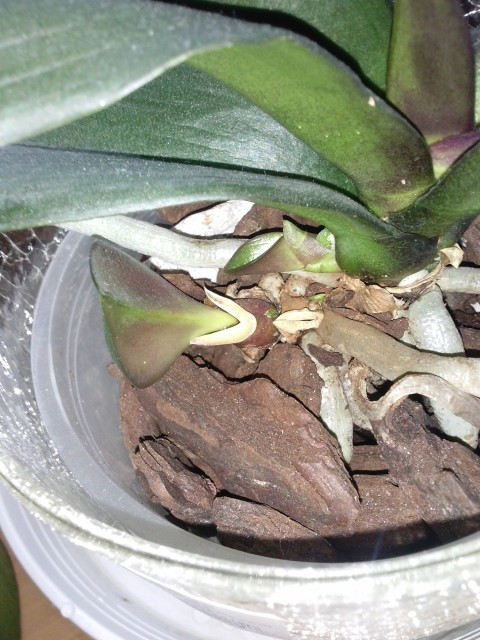 CAM00941 - Kopia.jpg