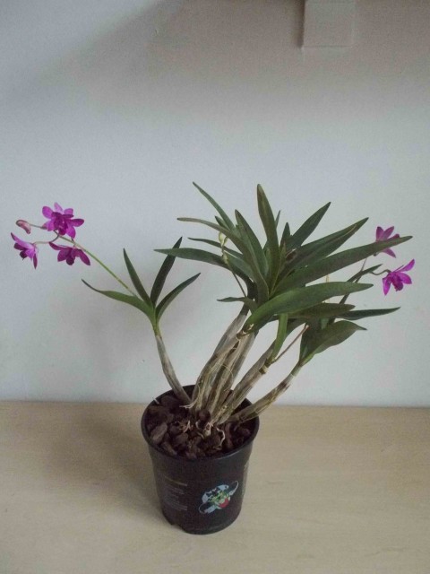 DSCN1491-1 (dragged).jpg