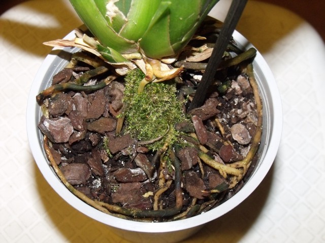 brassia kropki 1.jpg