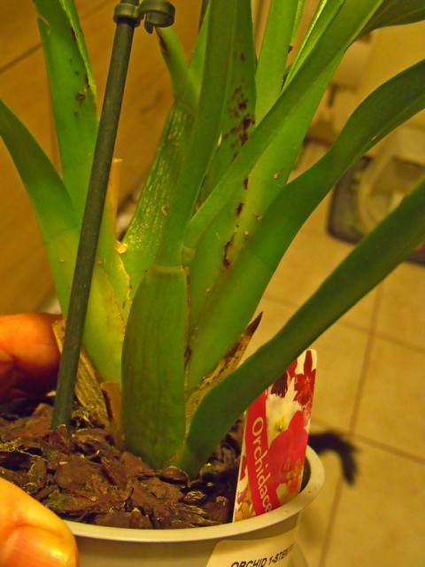 plamki  23.01 001.jpg