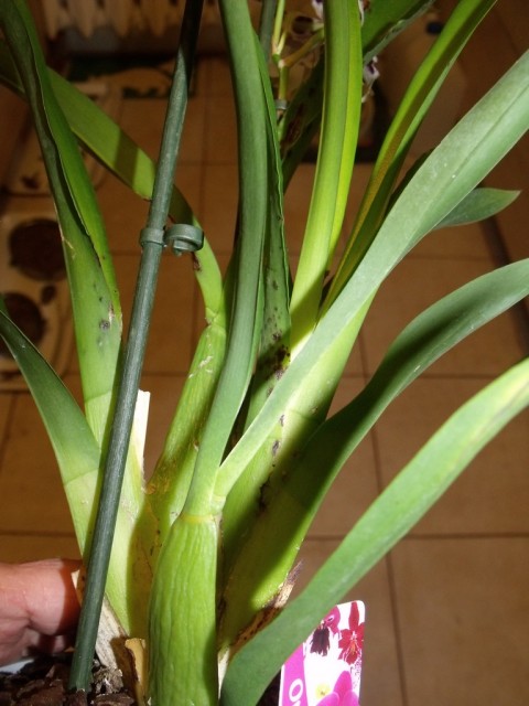 plamki  23.01 002.jpg