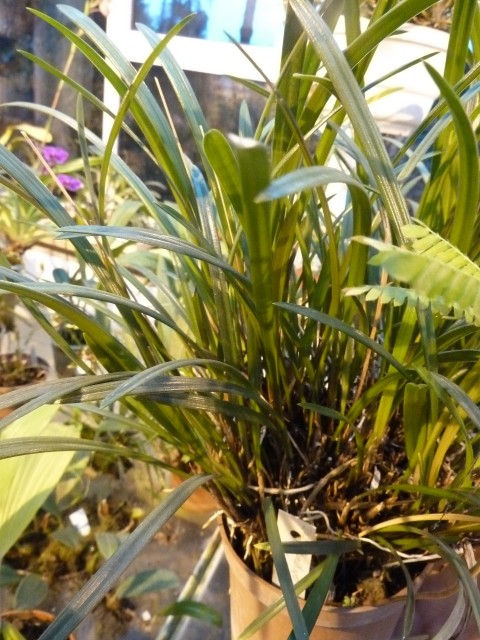 Dendrodulium javieri.JPG