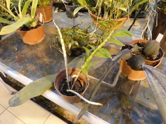 Dendrobium fimbriataum oculatum.JPG