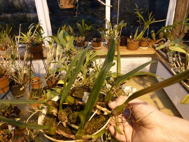 Bulbophyllum.JPG