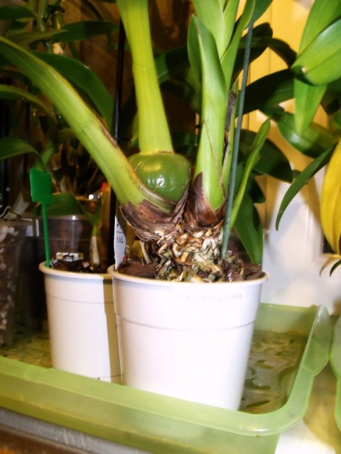 zygopetalum 12.02..jpg