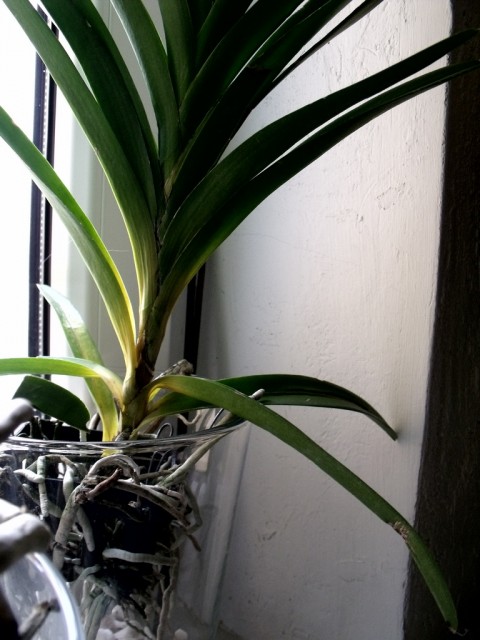 Vanda chora 19.02. 002.jpg