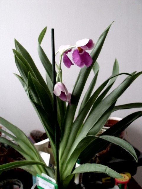 miltoniopsis 23.02. 002.jpg