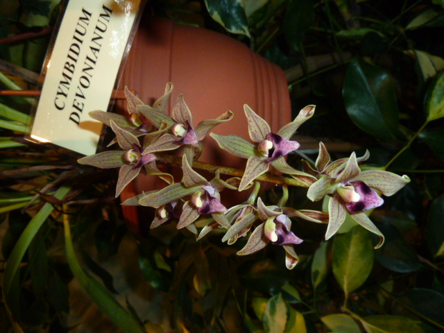 Cybidium De..JPG
