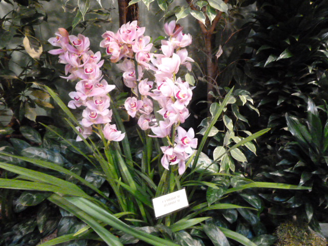 Cymbidiun hybryda.JPG