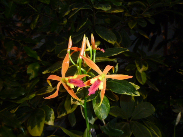 Epicattleya Frieball.JPG