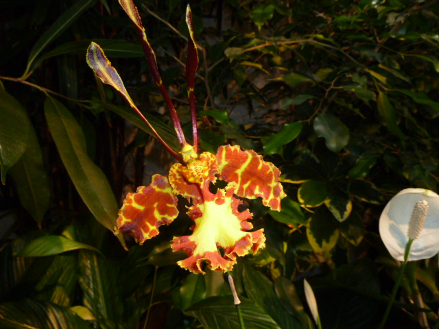 Psychopsis Mariposa.JPG