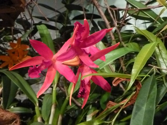 Cattleya hybr..JPG
