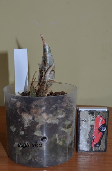 DSC_1719.JPG