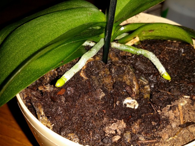 20150315_182031_zmień rozmiar.jpg