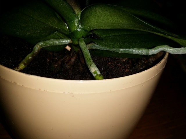 20150315_182049_zmień rozmiar.jpg