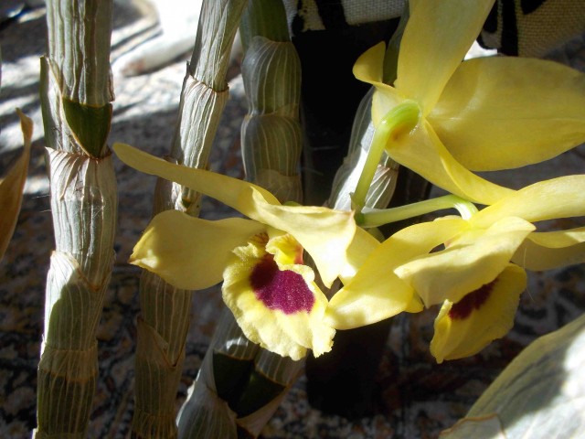 dendrobium1.jpg