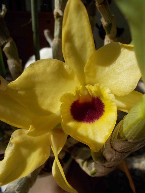 dendrobium2.jpg
