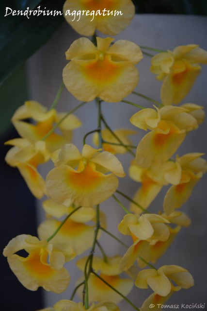 DSC_2004.JPG