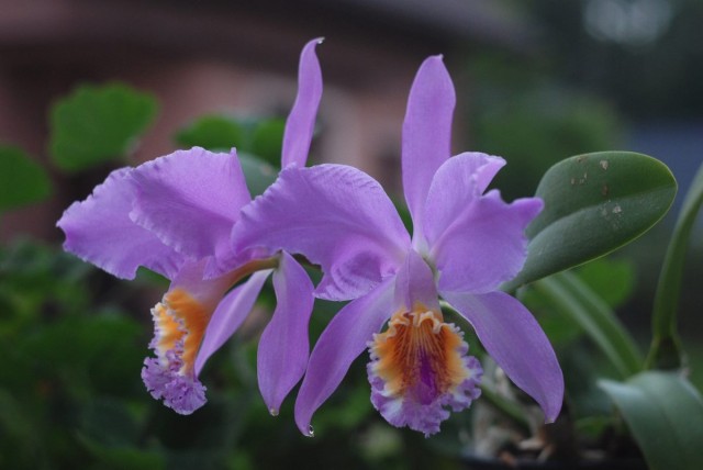 cattleya mossiae.jpg