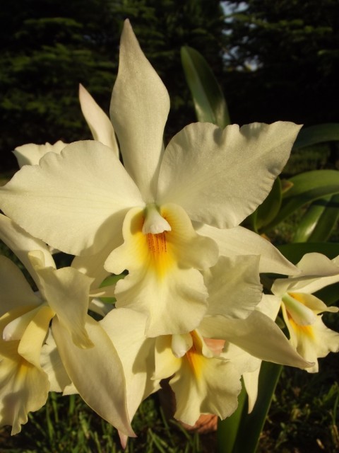 DSCF6062 — kopia.JPG