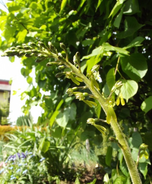 DSCF6042 — kopia.JPG