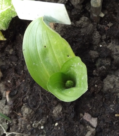 DSCF6095 — kopia.JPG