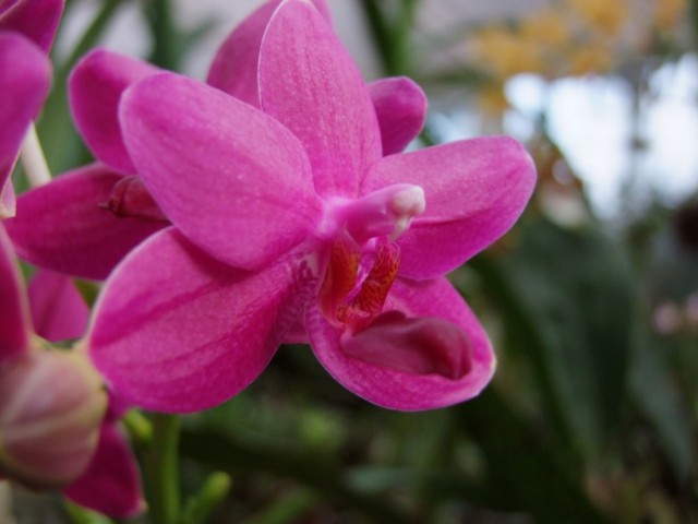 Phalaenopsis Jacquelin..jpg