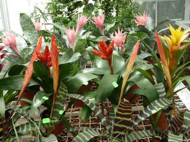 Frizea vel Vriesa.JPG