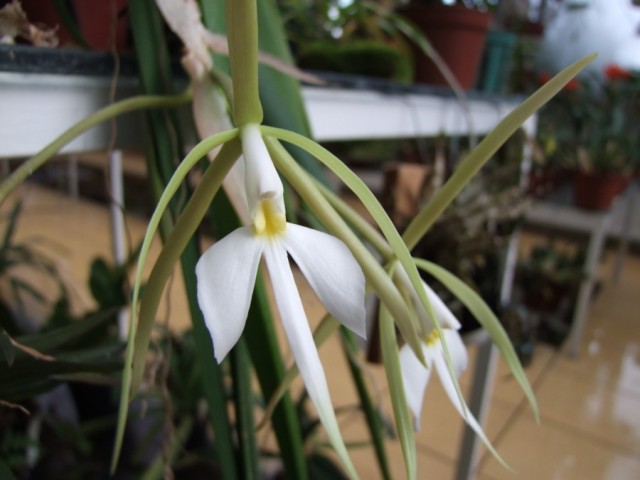 Epidendrum parkinsonianum..jpg