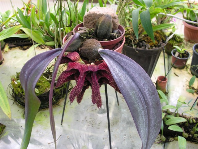 Bulbophyllum phalaenopsis,,.jpg