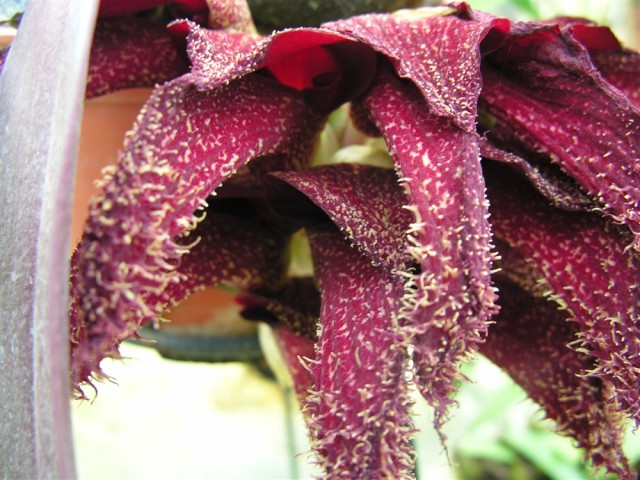 Bulbophyllum phalaenopsis,.jpg