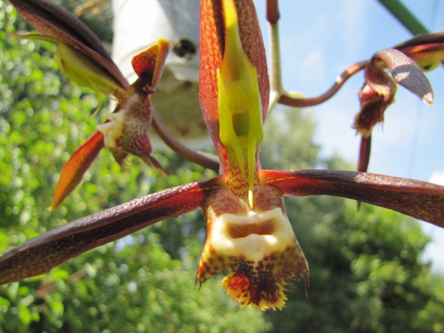 Catasetum saccatum2.JPG