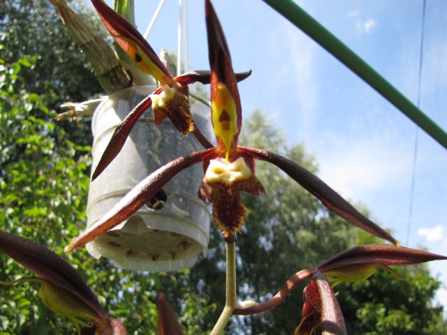 Catasetum saccatum3.JPG