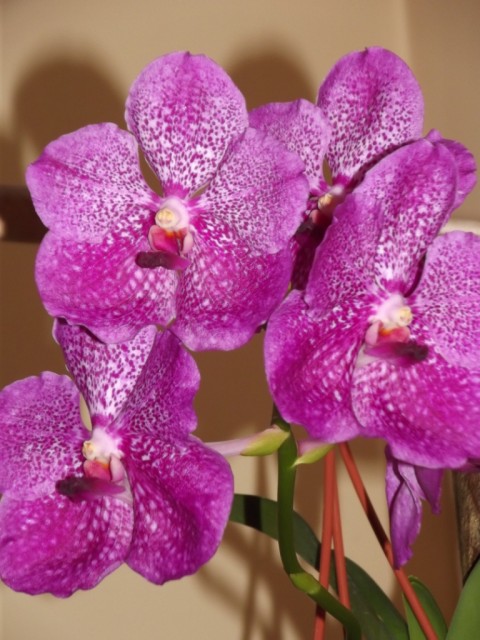 DSCF6044 — kopia.JPG