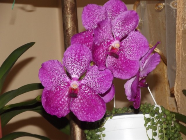 DSCF6041 — kopia.JPG