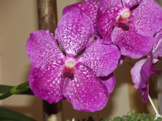 DSCF6042 — kopia.JPG