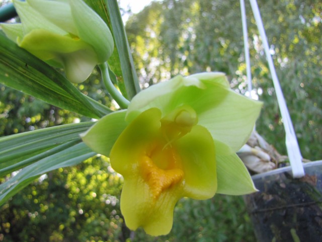 Catasetum expansum 1.JPG