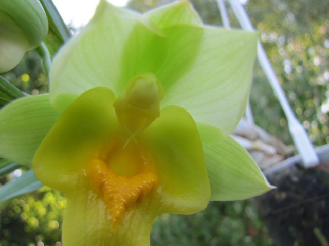 Catasetum expansum 2.JPG