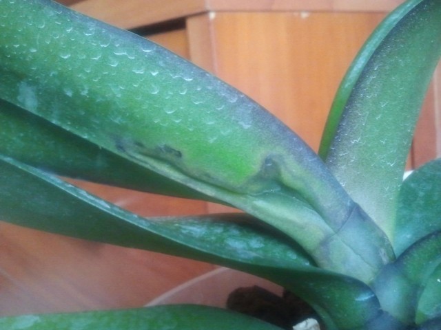 2015-08-25 10.11.15 (Kopiowanie).jpg