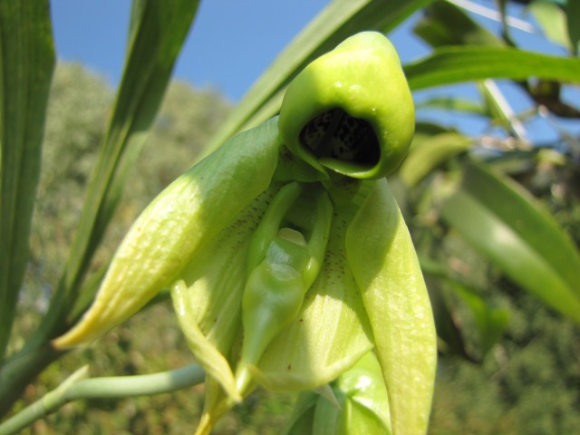 Catasetum maculata 2.JPG