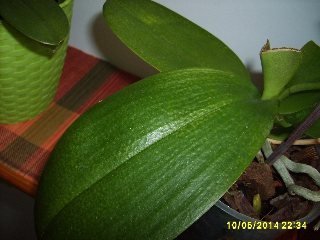 zmiany na liściach phal. II.jpg